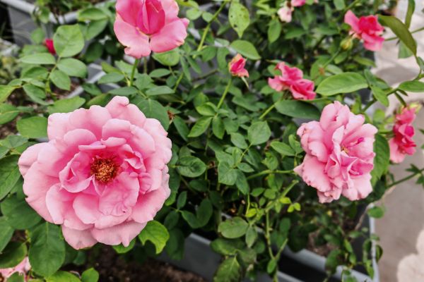 汗水潤花影，匠心筑綠韻 ——城投花木公司高效完成月季養(yǎng)護(hù)與城市布景工作